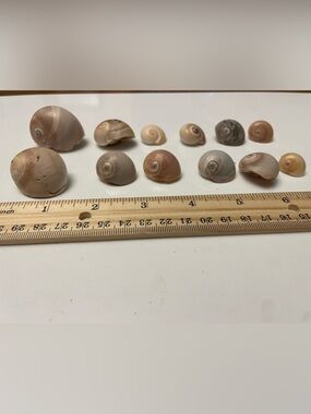 Natural Decorative Shells - Brown & Cream Spiral Shells Shark Eye craft jewelry